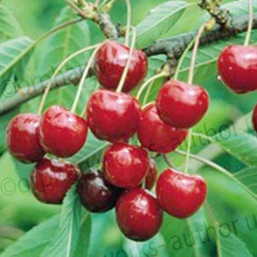 Cherry Sweetheart Tree Dessert | ScotPlants Direct